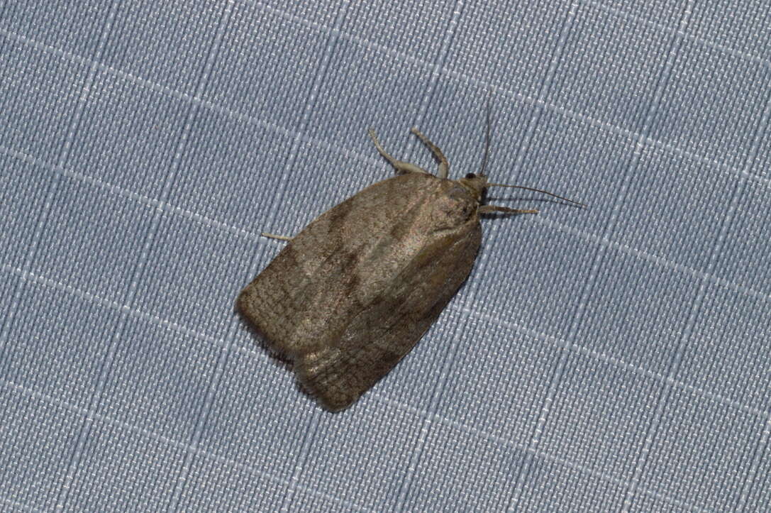 Image of Large Aspen Tortrix