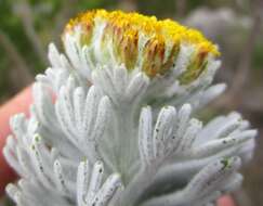 Image of Athanasia pinnata L. fil.