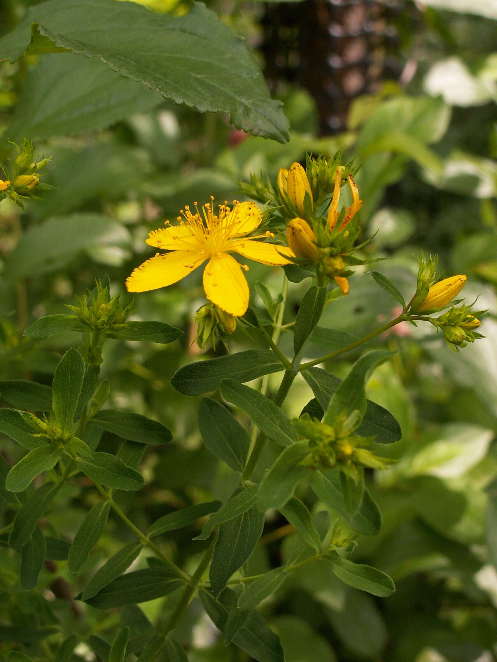 Image of St John's wort