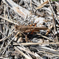 Trimerotropis modesta Bruner & L. 1889 resmi