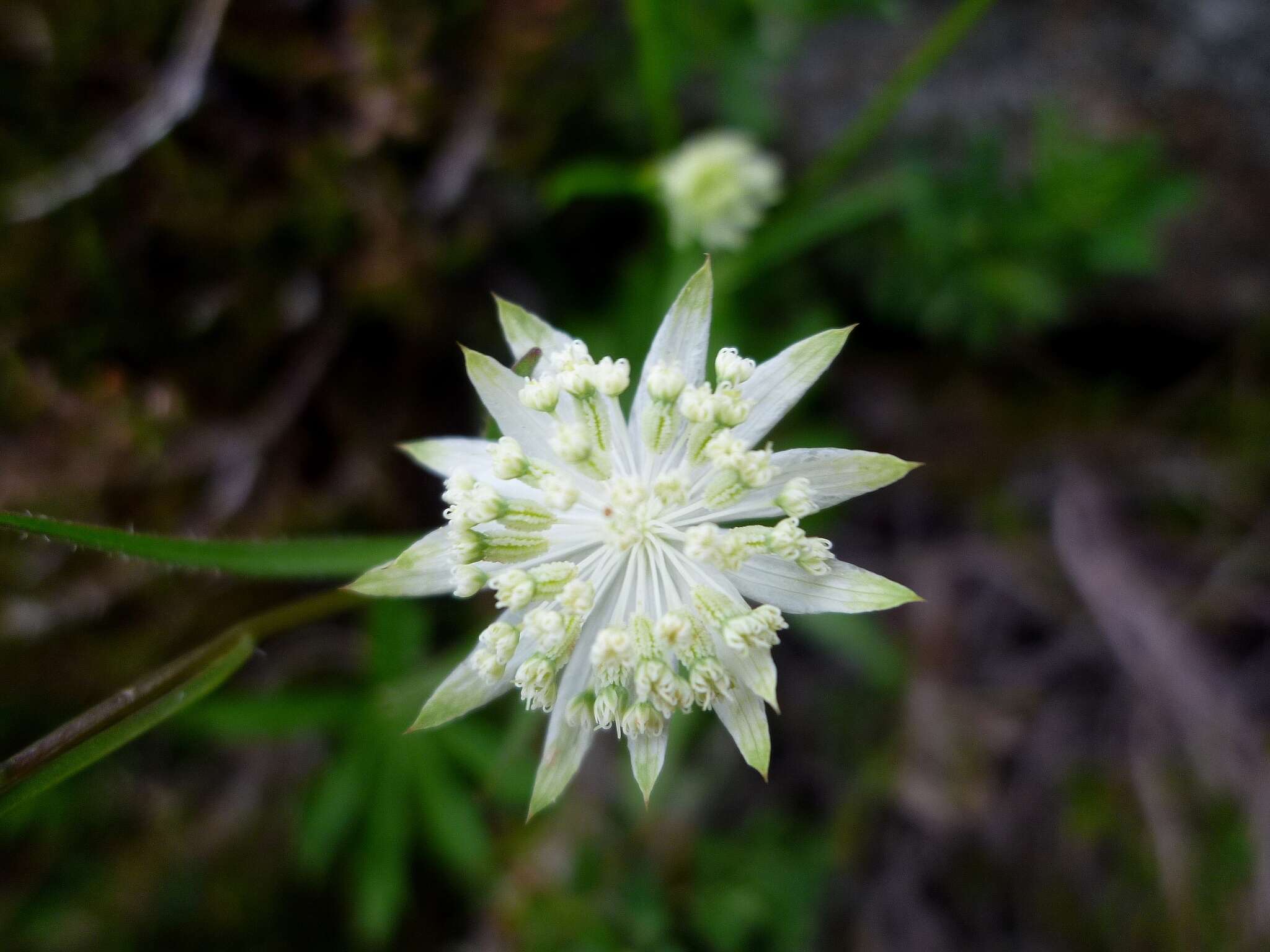 Imagem de Astrantia minor L.