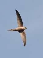 Image of Asian Palm Swift