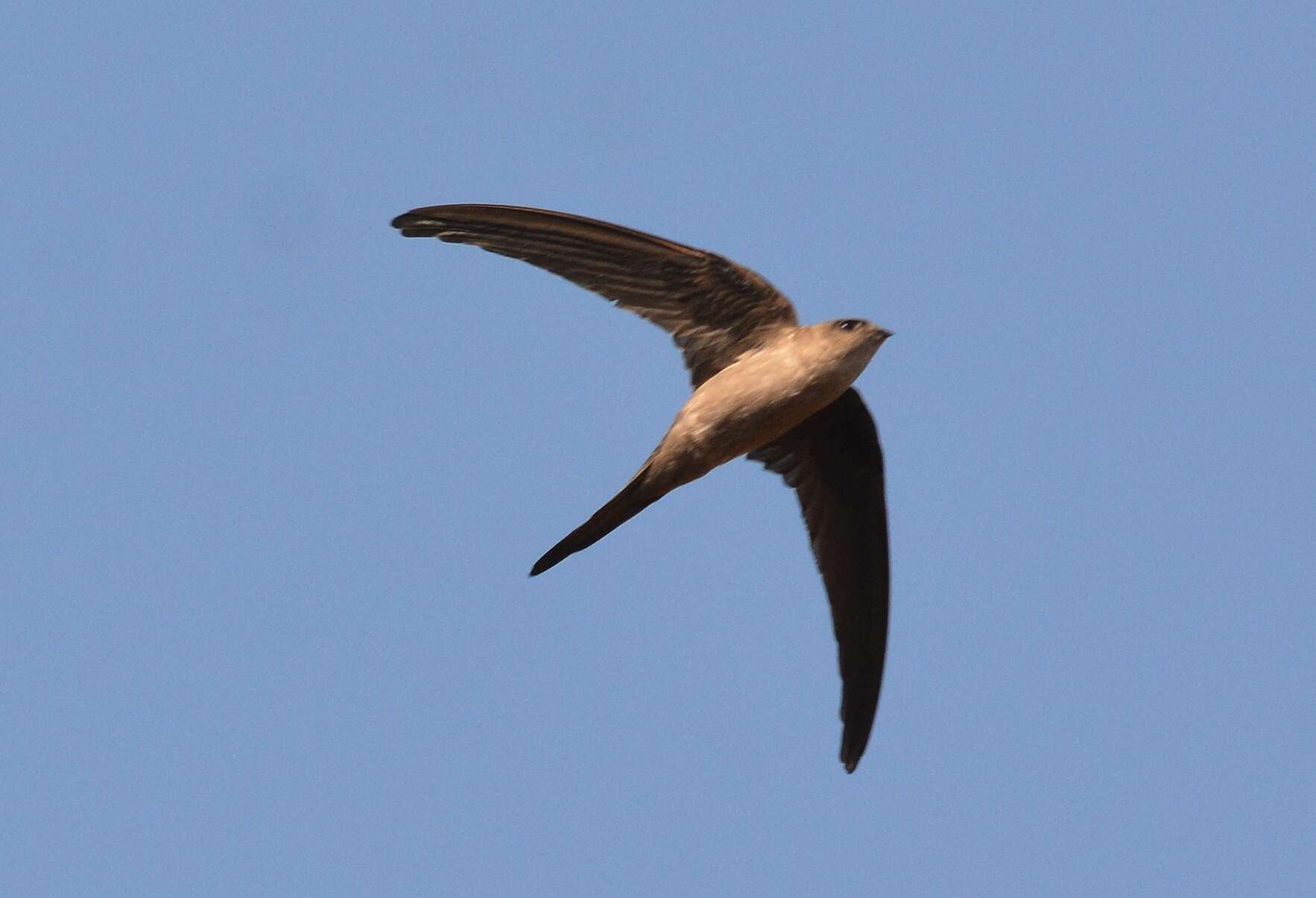 Image of Asian Palm Swift