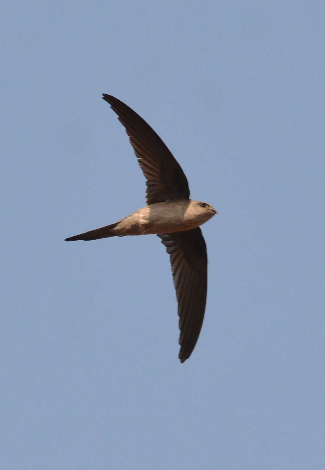 Image of Asian Palm Swift