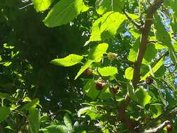 Image of black mulberry