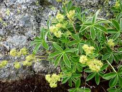 Image of Alpine Lady's-mantle