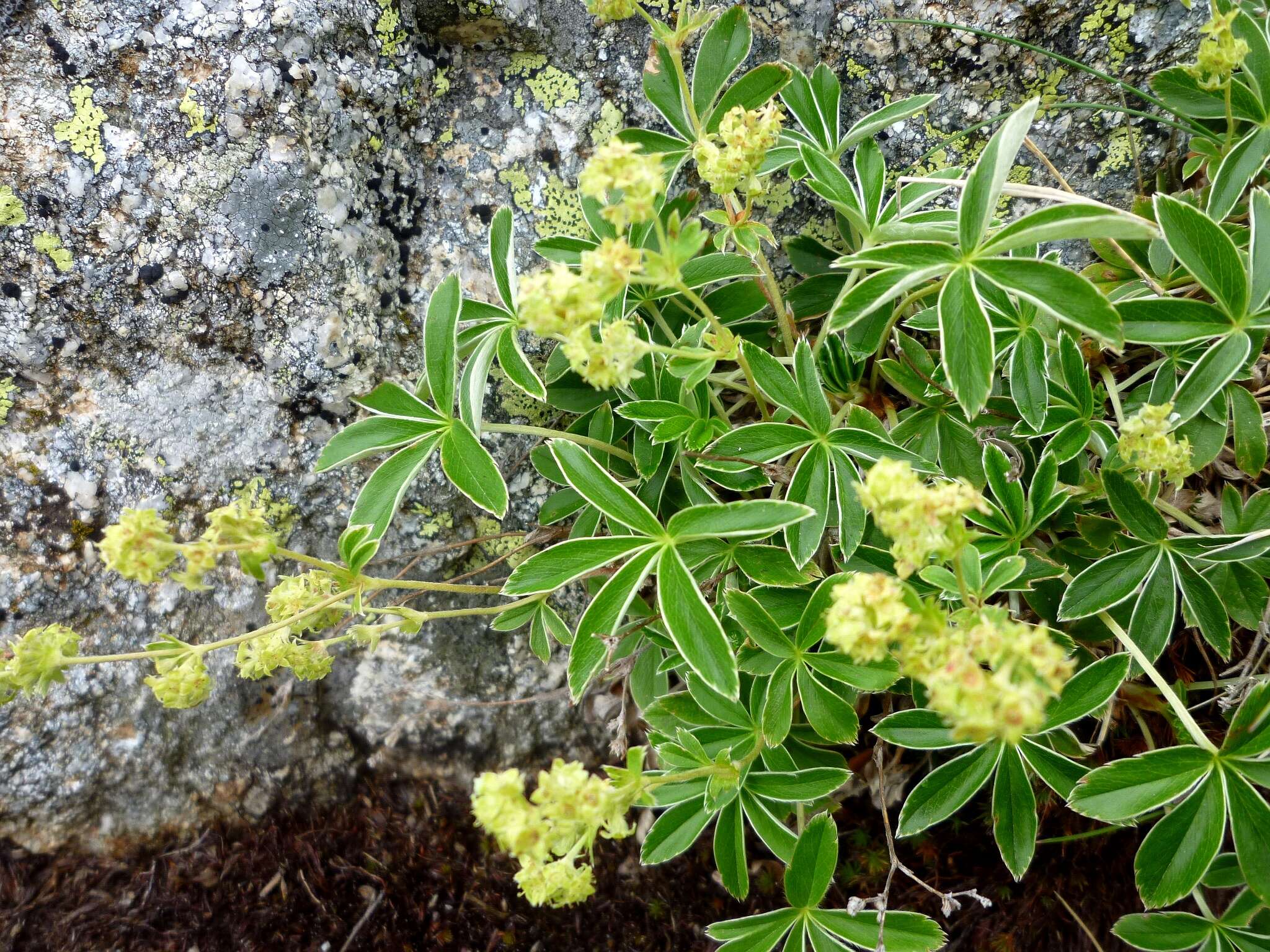 Image of Alpine Lady's-mantle