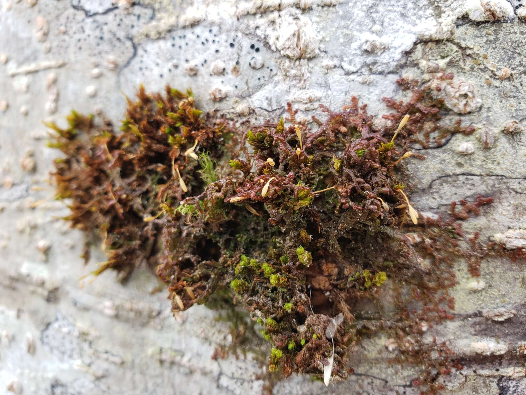 Image of Drummond's ulota moss