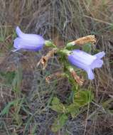 Image of Calolisianthus