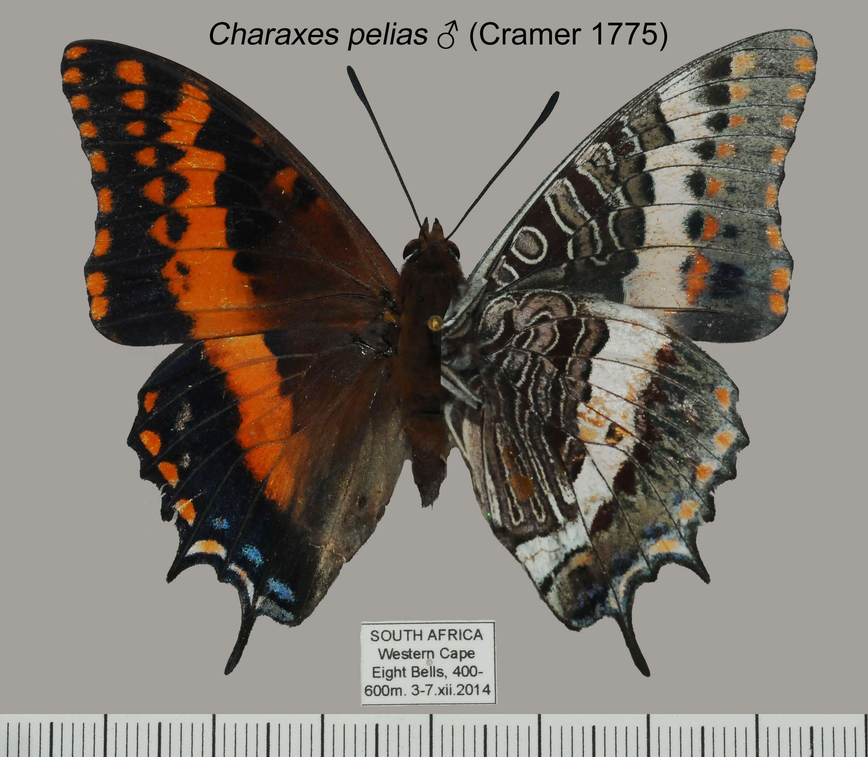Image of Charaxes pelias