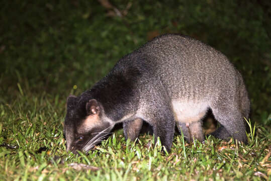 Image of masked palm civet