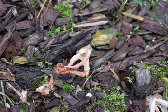 Image of stinkhorn