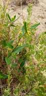 Image of Muehlenbeckia gunnii (Hook. fil.) Walp.