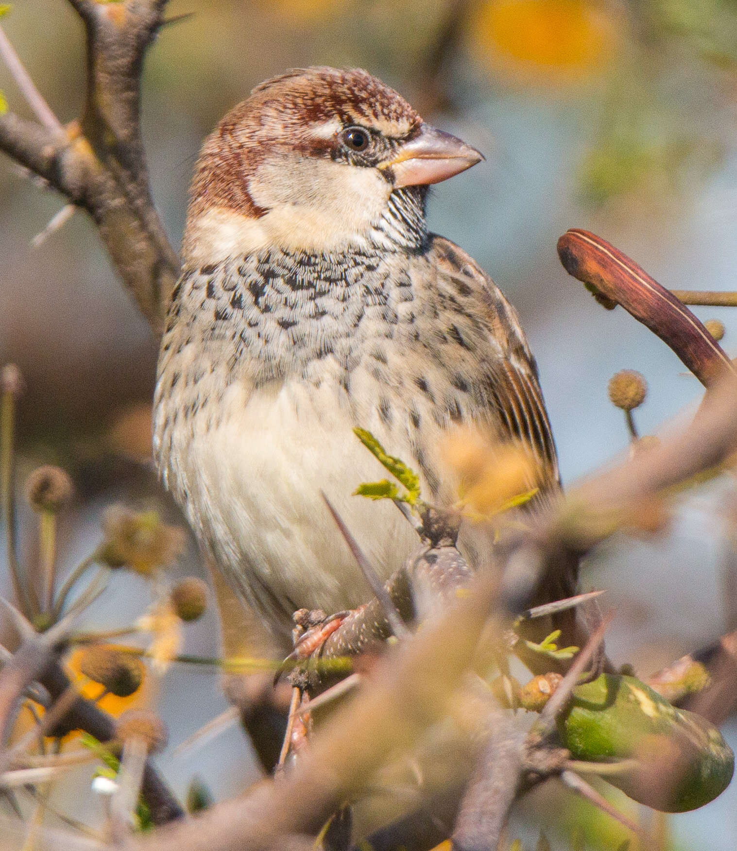 Image of Spanish Sparrow