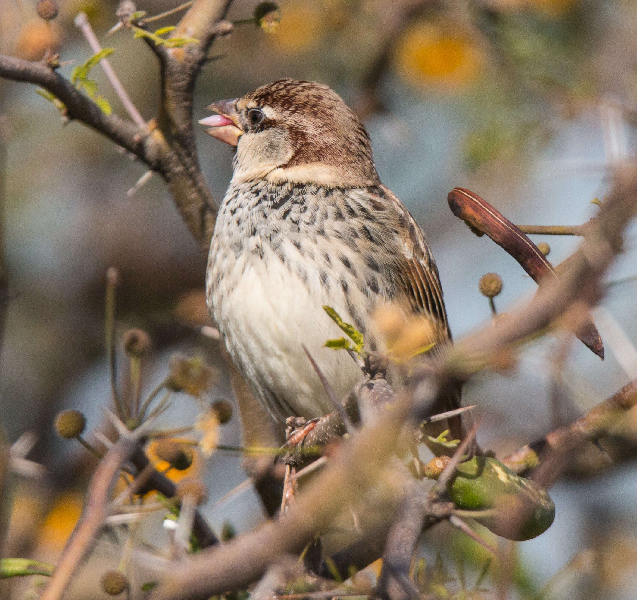 Image of Spanish Sparrow