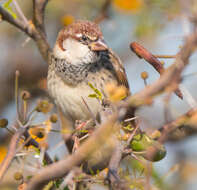 Image of Spanish Sparrow