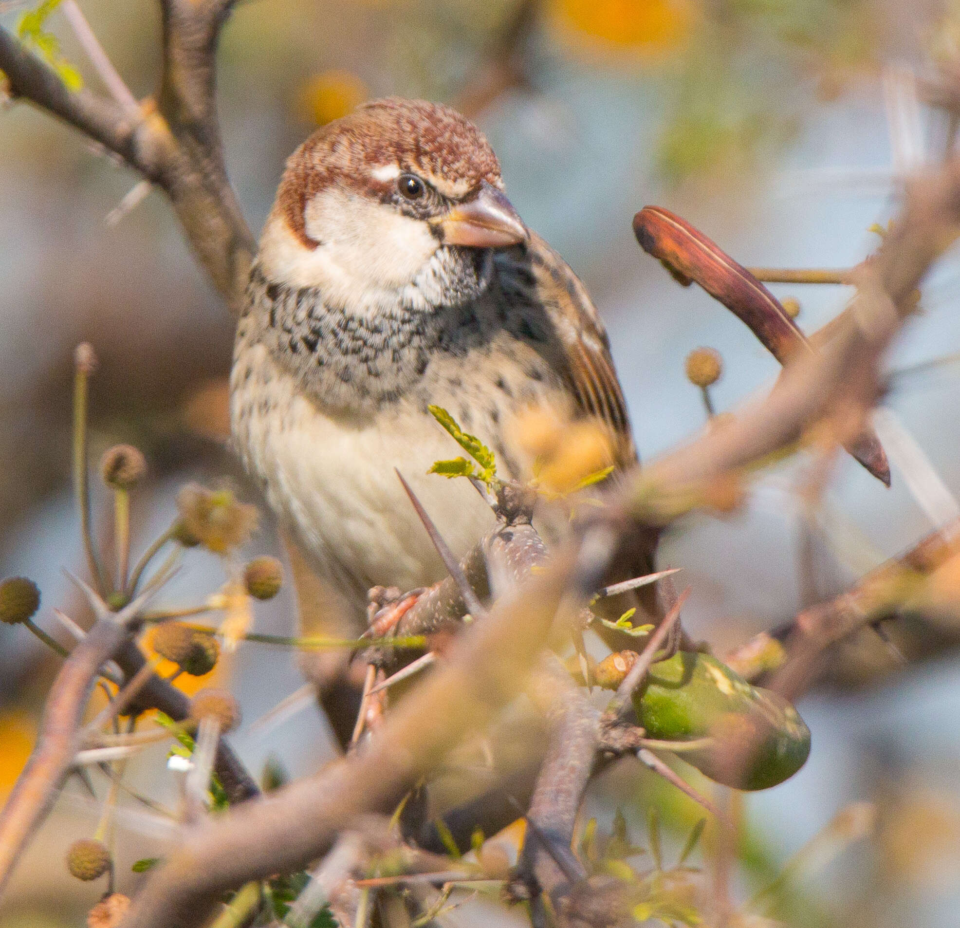 Image of Spanish Sparrow