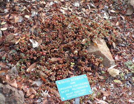 Imagem de Eriogonum siskiyouense Small