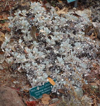 Imagem de Eriogonum strictum Benth.