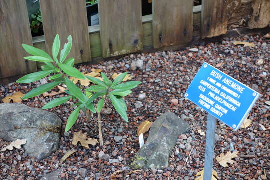 Image of tree anemone