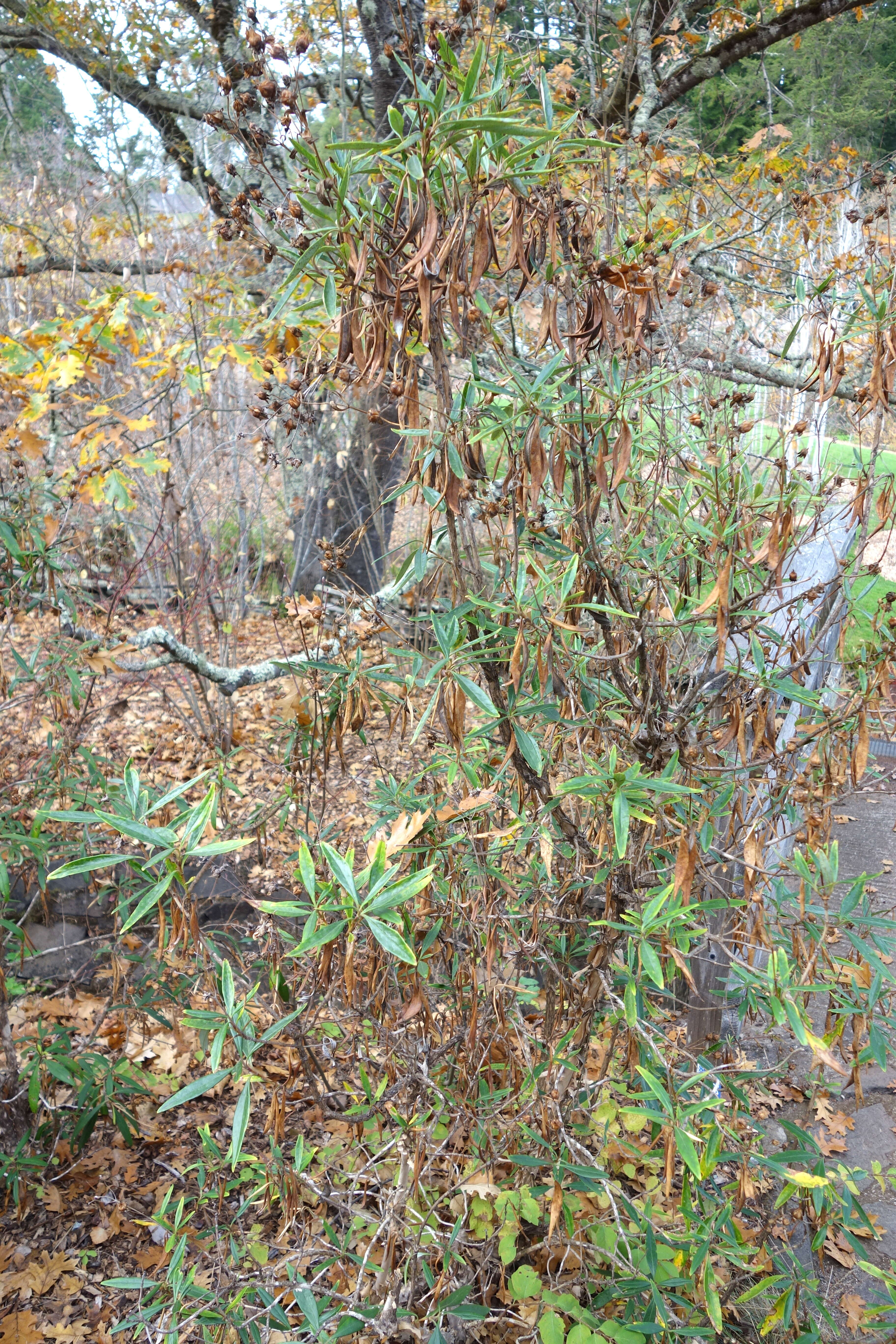 Image of tree anemone