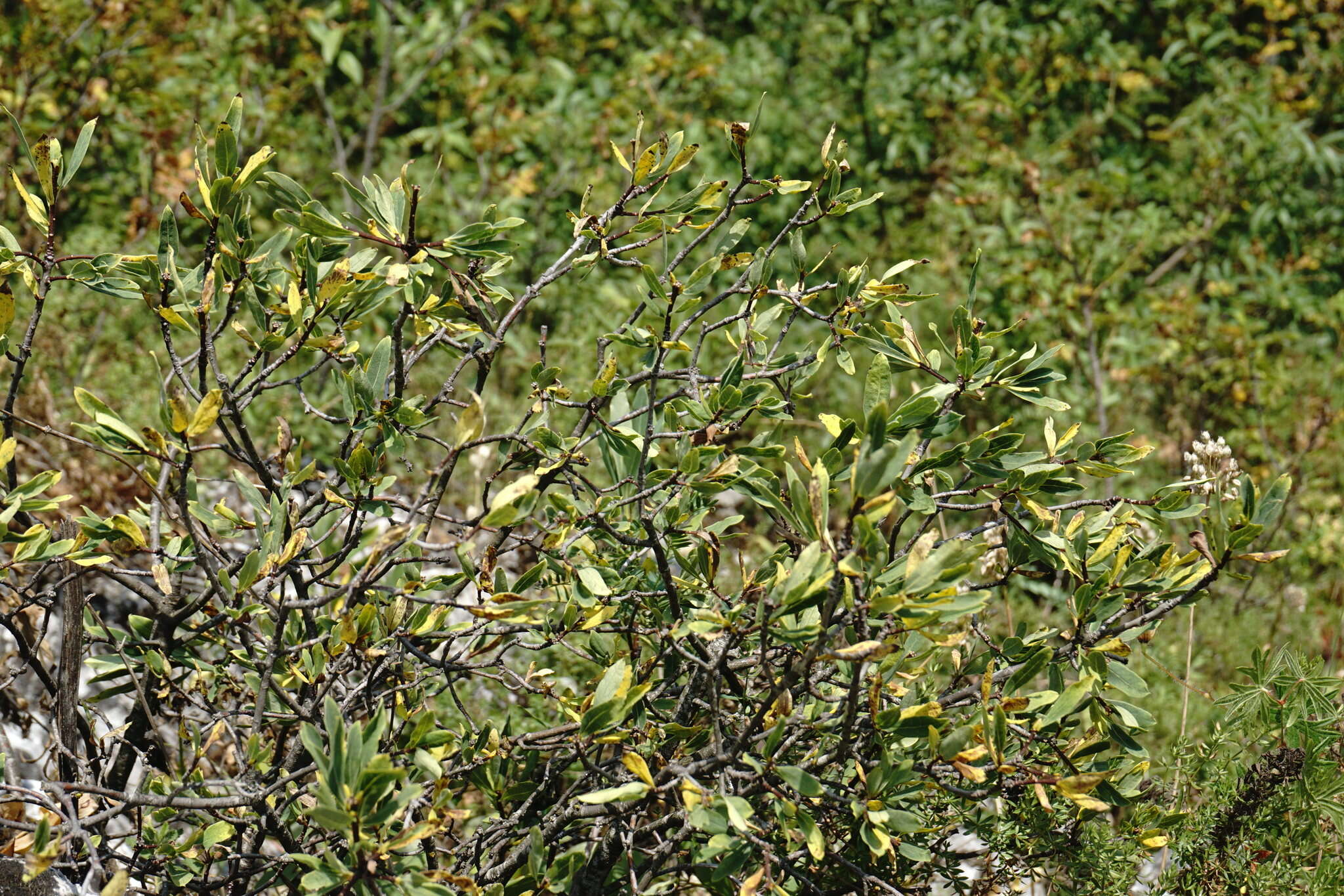 Image of Daphne sophia subsp. taurica (Kotov) J. J. Halda