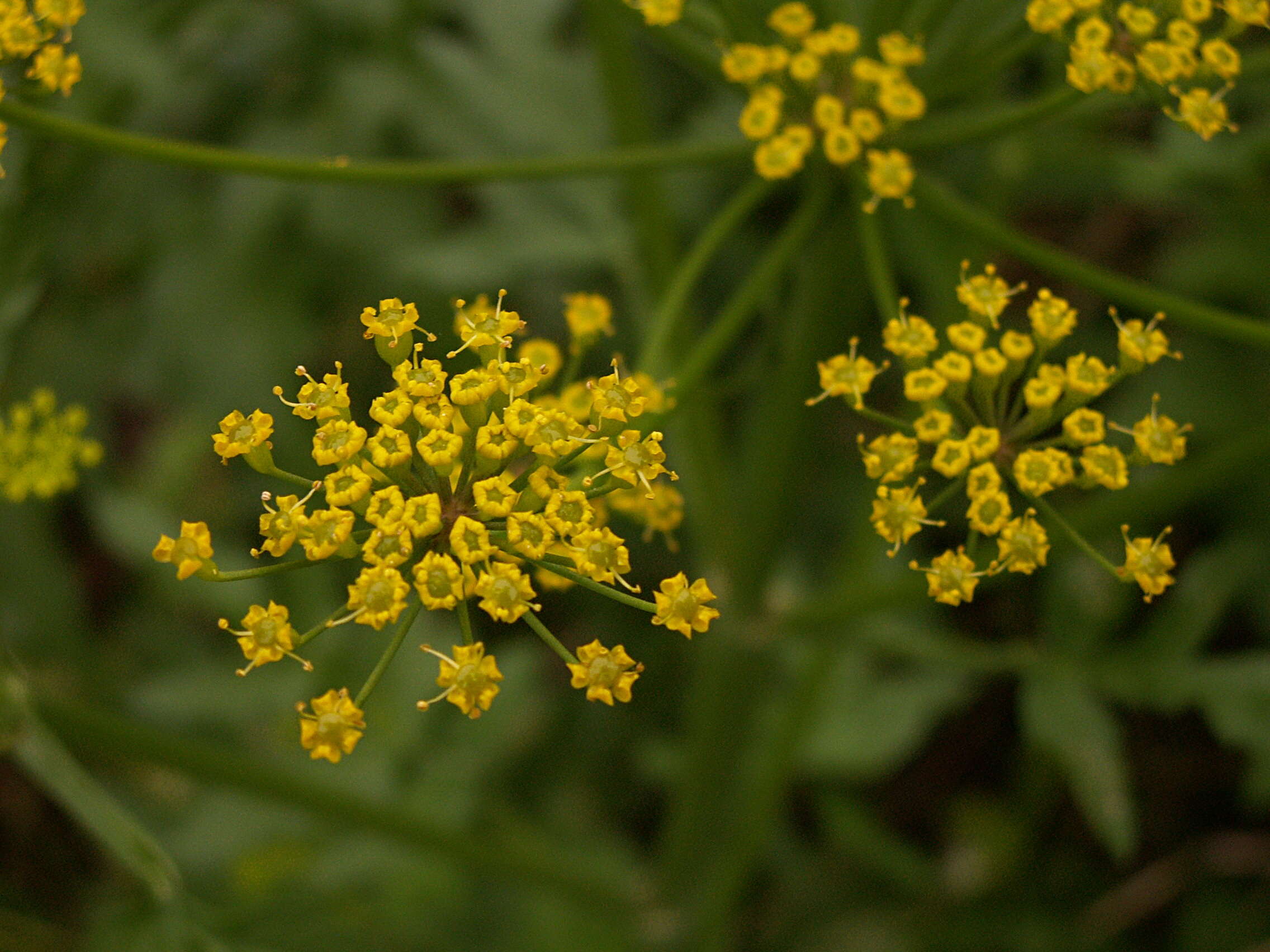 Image of wild parsnip