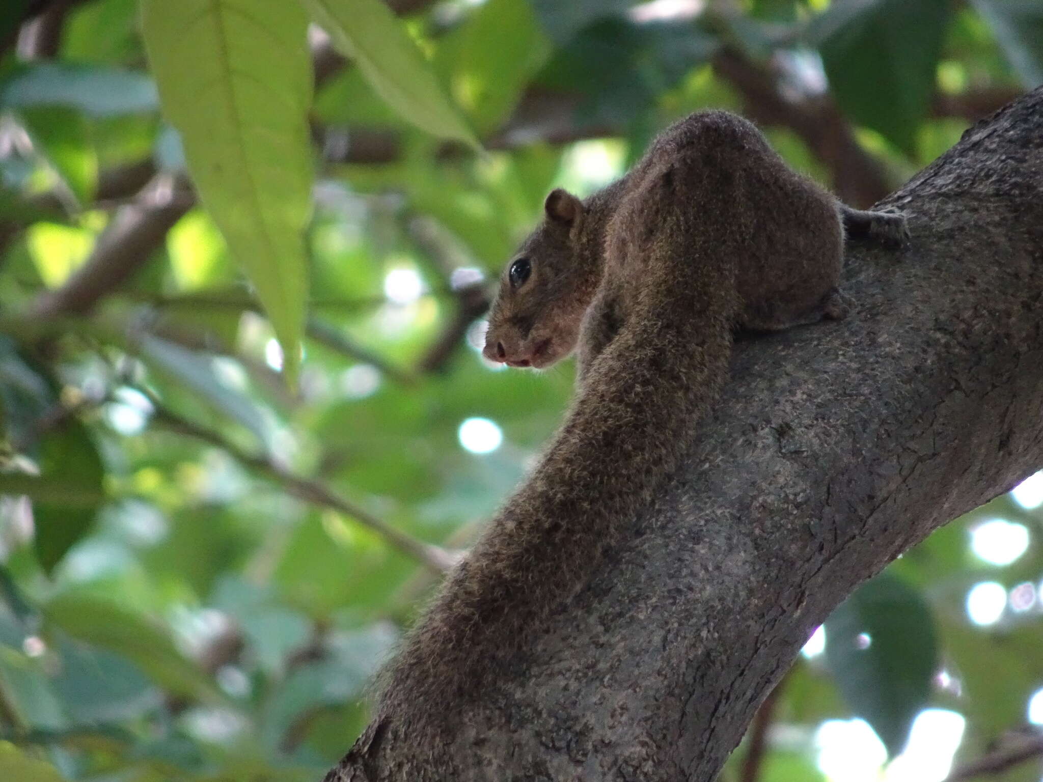 Слика од Callosciurus pygerythrus (I. Geoffroy Saint-Hilaire 1833)