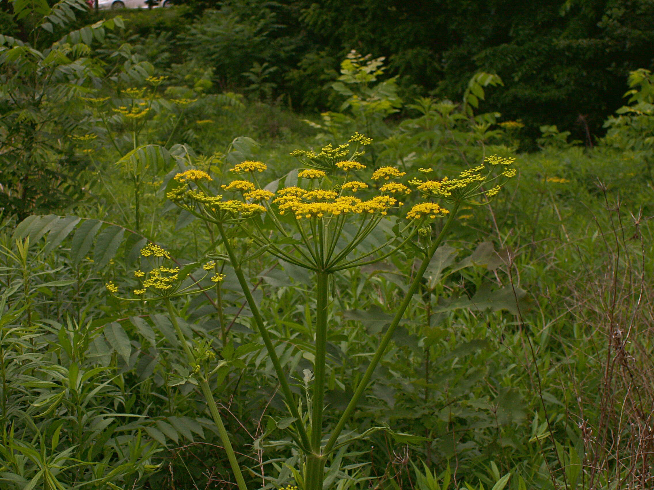 Image of wild parsnip