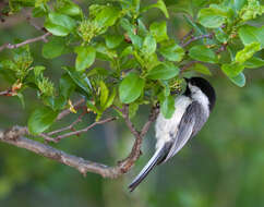 Image of Cockspur Hawthorn