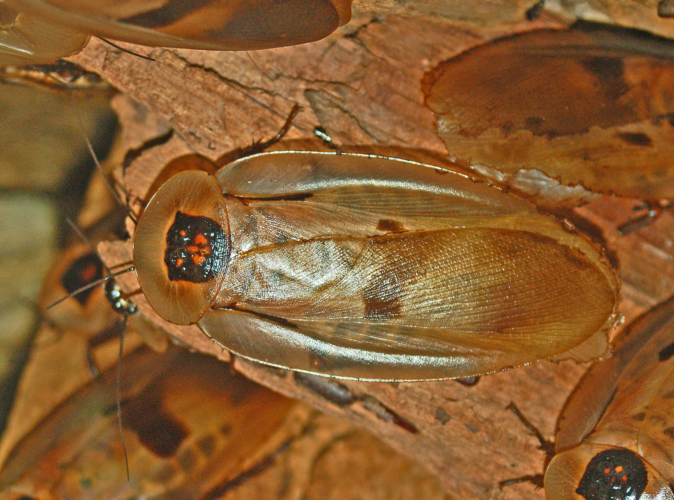 Image of Caribbean Giant Cockroach