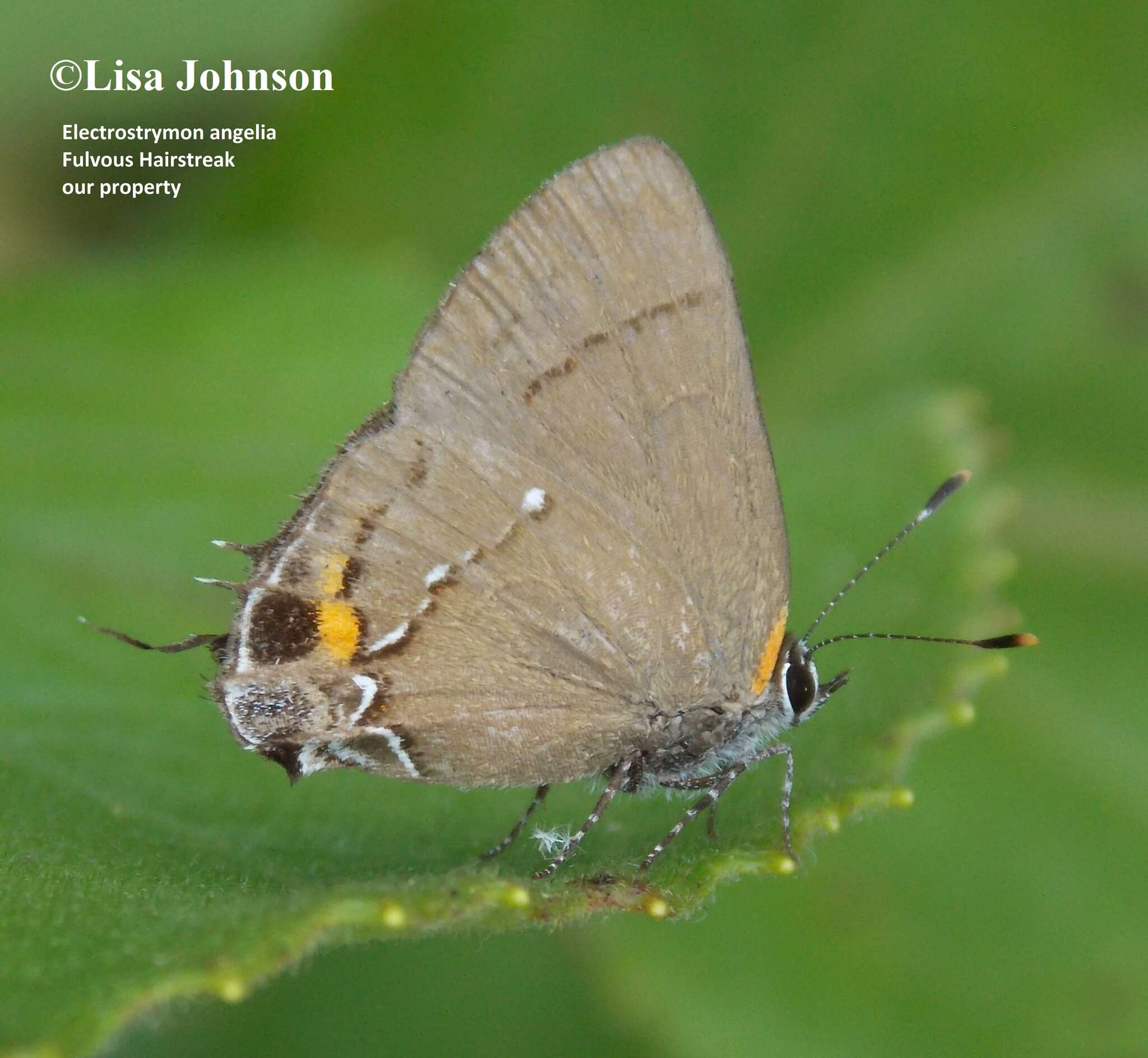 Image of Fulvous Hairstreak