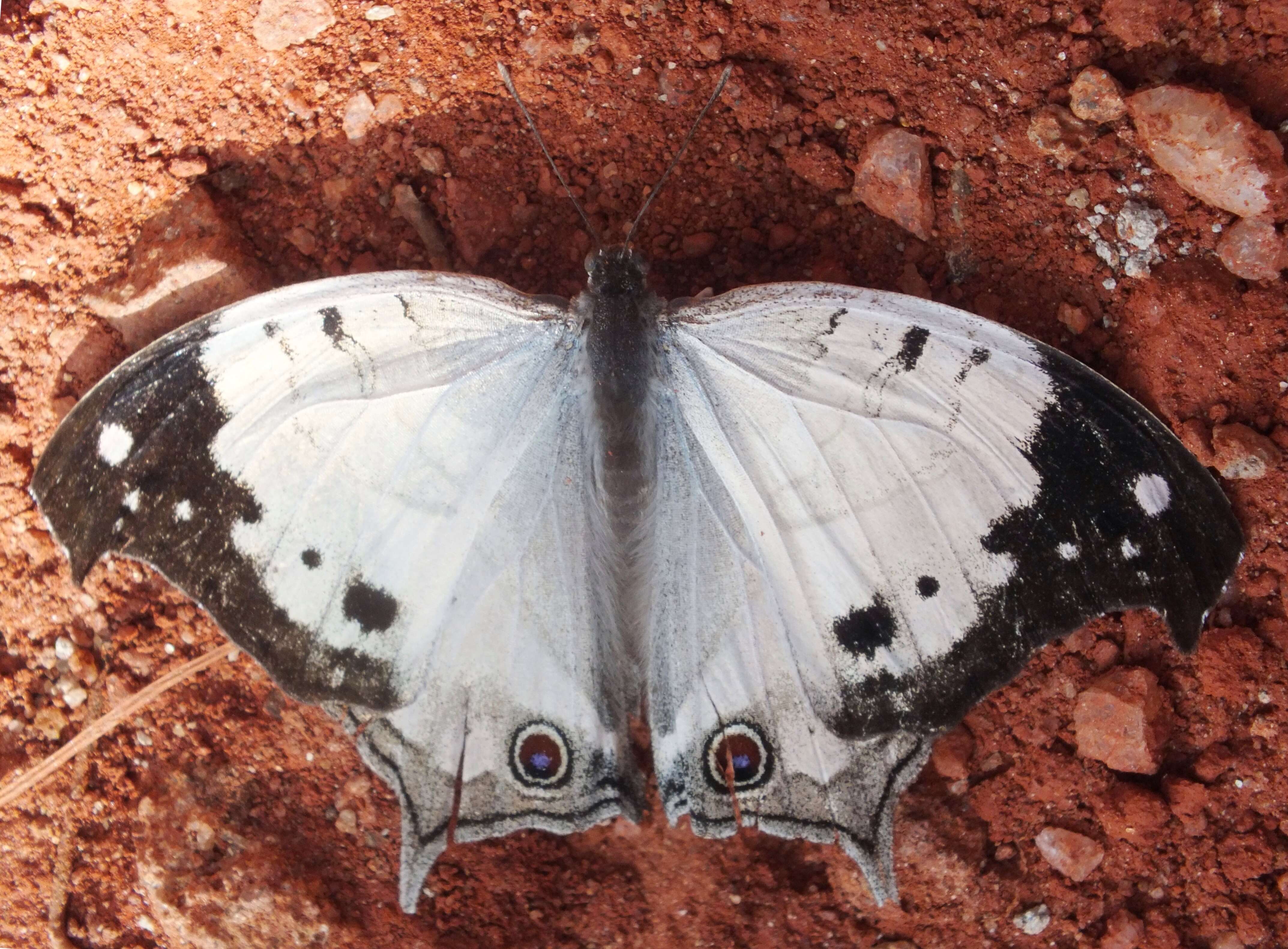 Image of Protogoniomorpha anacardii