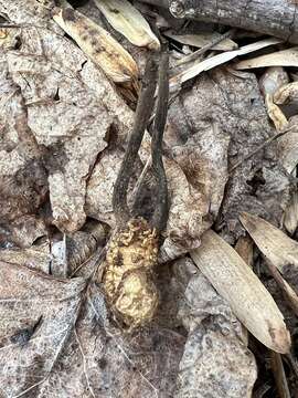 Image of Ophiocordyceps ravenelii (Berk. & M. A. Curtis) G. H. Sung, J. M. Sung, Hywel-Jones & Spatafora 2007