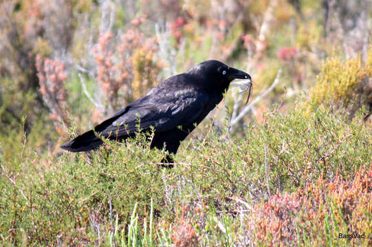 Слика од Corvus coronoides perplexus Mathews 1912