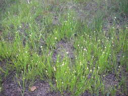 Plancia ëd Rhynchospora alba (L.) Vahl