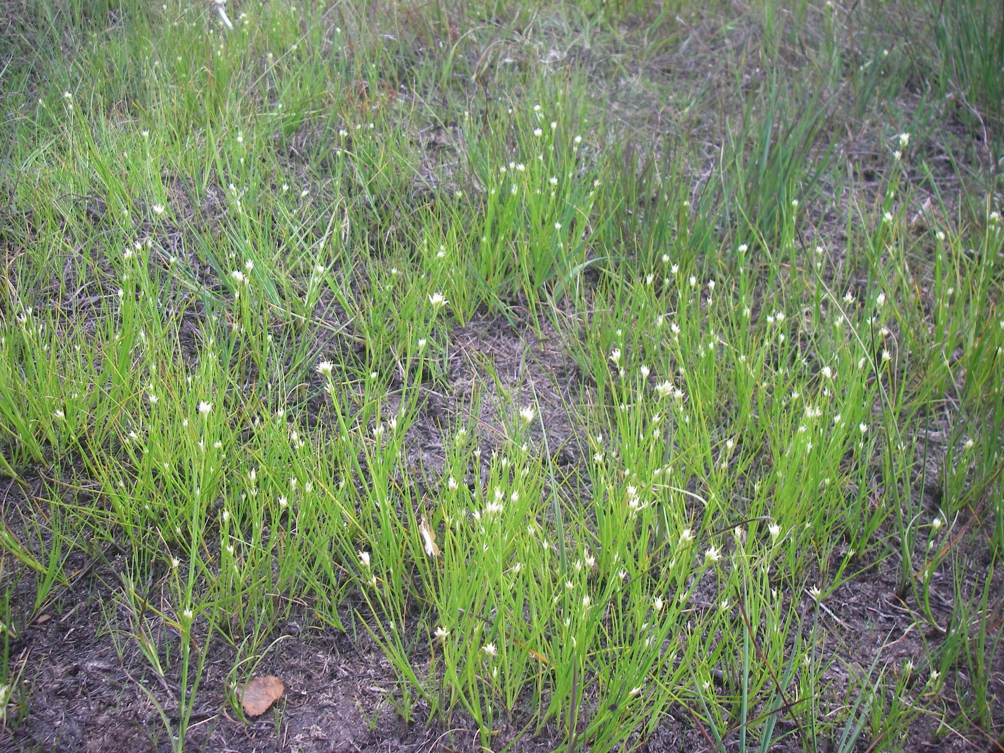 Plancia ëd Rhynchospora alba (L.) Vahl