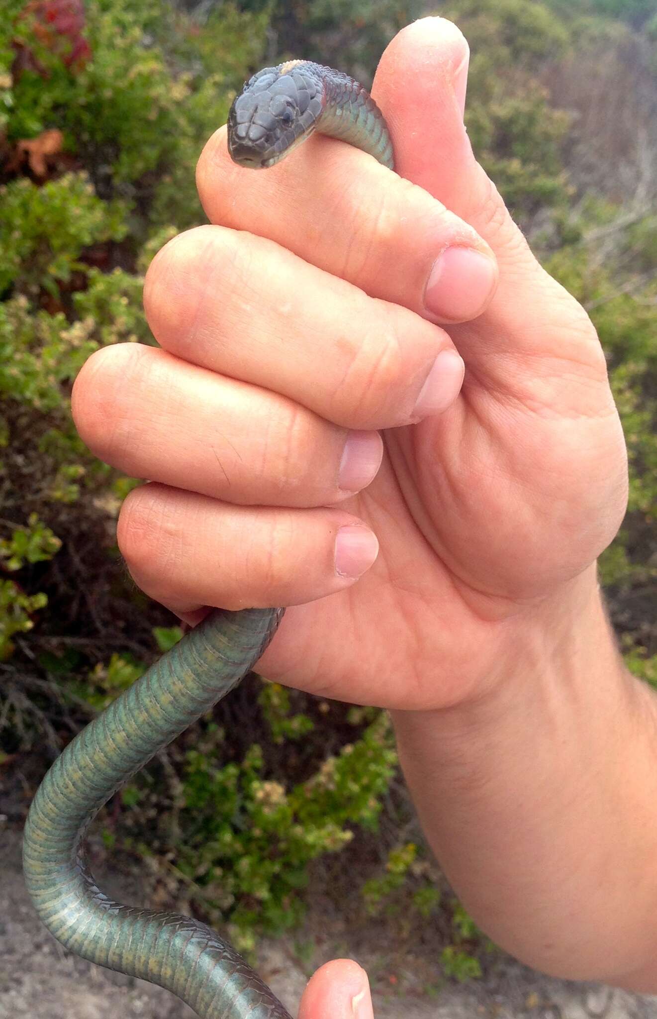 Image of Thamnophis atratus atratus (Kennicott ex Cooper 1860)