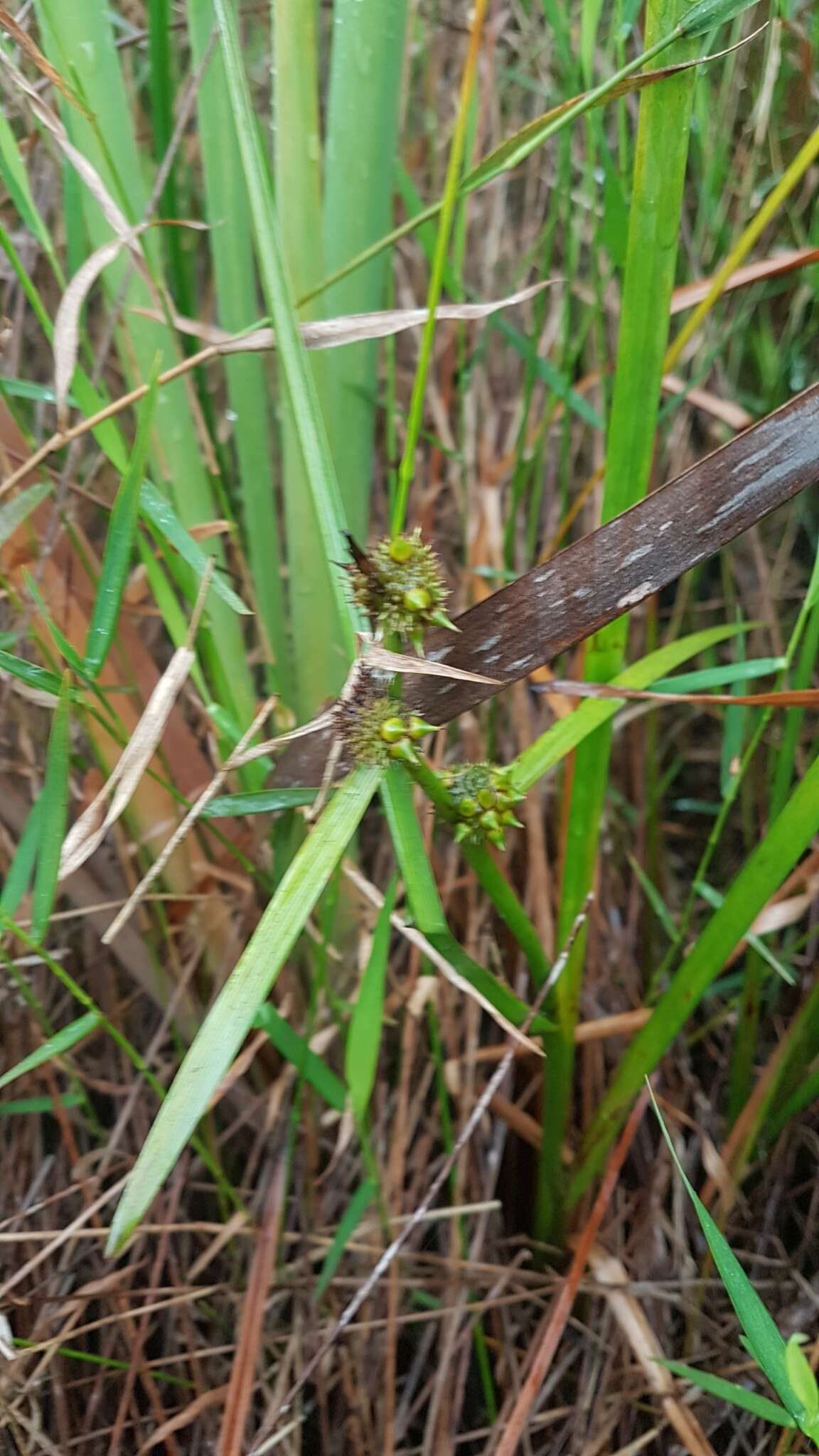 Imagem de Sparganium subglobosum Morong