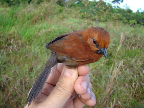 Image of Ruddy Spinetail