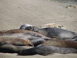 Image of Northern Elephant Seal