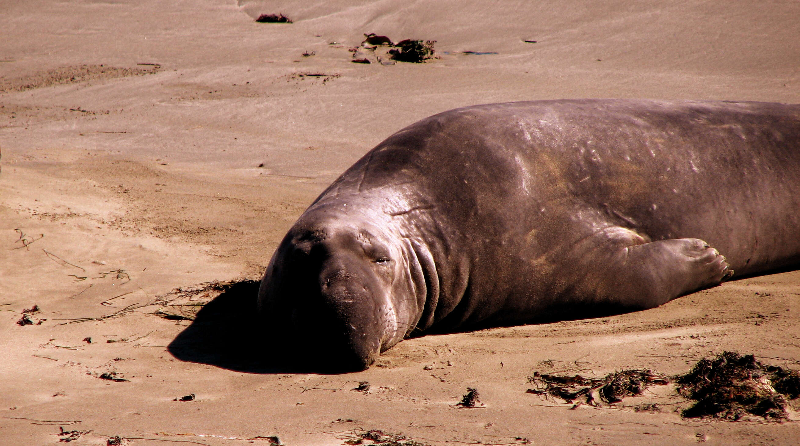 Image de Éléphant de mer du nord