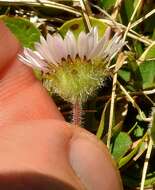 Image of largeflower fleabane