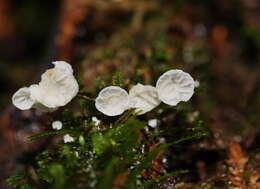 Image of Rimbachia bryophila (Pers.) Redhead 1984