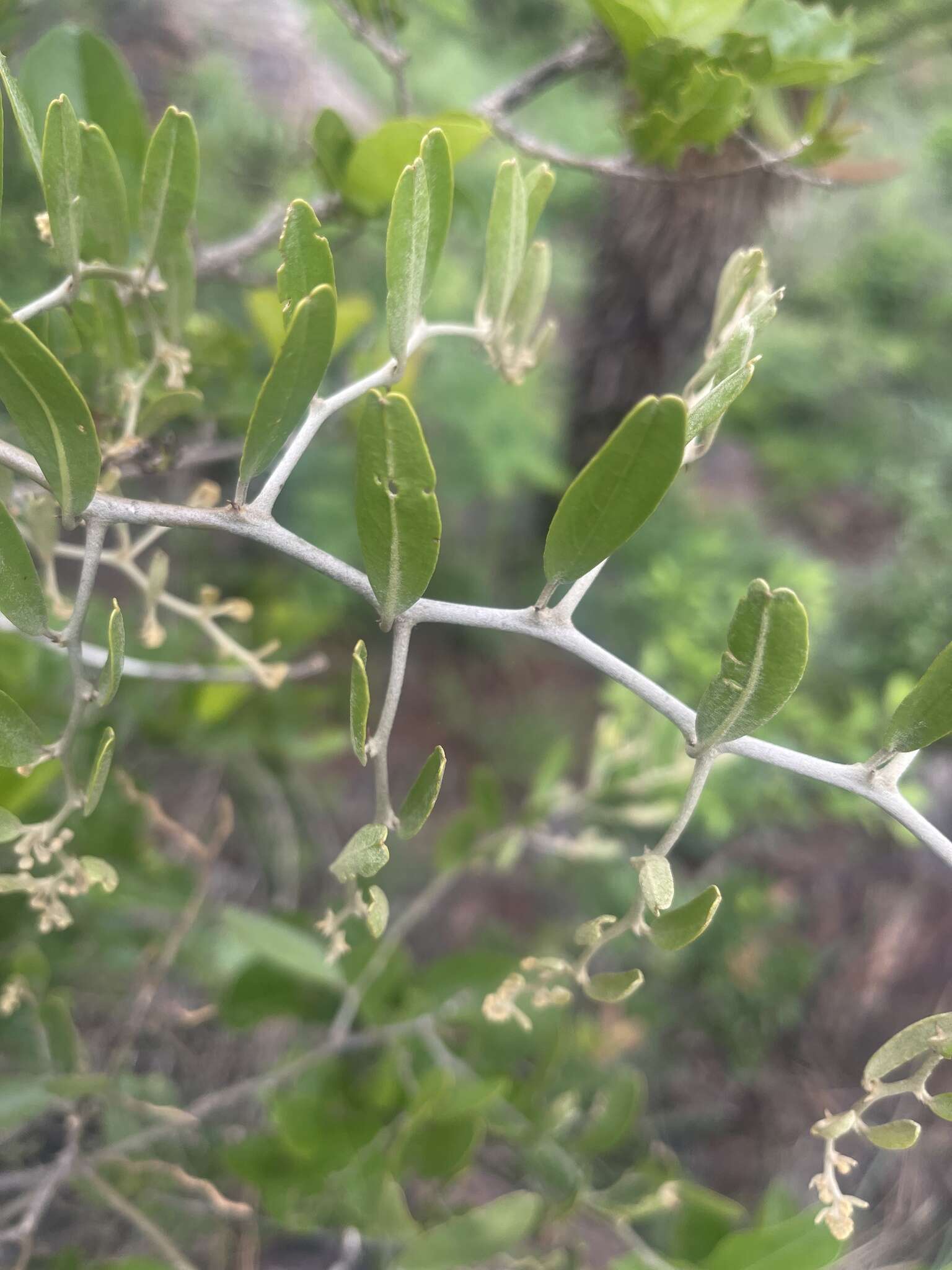 Image of Capparis fascicularis var. fascicularis