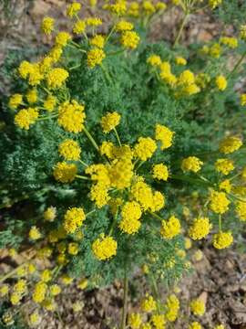 Image of <i>Lomatium papilioniferum</i> J. A. Alexander & W. Whaley