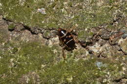 Image of Hemithyrsocera silbergliedi (Roth & L. M. 1985)