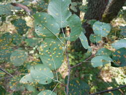 صورة Gymnosporangium amelanchieris E. Fisch. ex F. Kern 1909