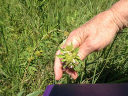 Image of roundhead lespedeza