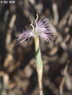 Image of Dianthus sinaicus Boiss.